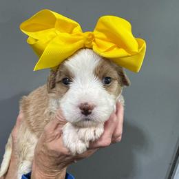 Yellow - Yellow and white female Bernedoodle puppy in Petersburg, Michigan from Brittany’s Mini Bernedoodles