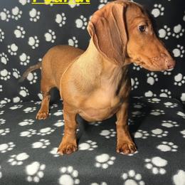 Dachshund puppies from Australian Cattle Cuties and littles