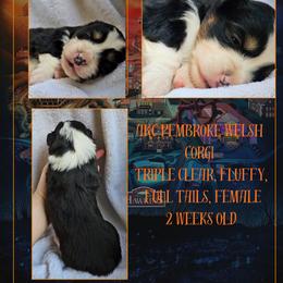 Maxine - Black and white female American Corgi puppy in Mansfield, Ohio from Moonrise corgis