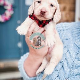 Leo - Cream male Dachshund puppy in Marion, Ohio from Doodles & Doxies
