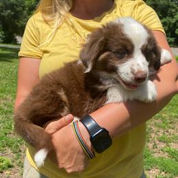 Tank - Red tri-color male Miniature American Shepherd puppy in Ruffin, North Carolina from Valkyrie Adventures