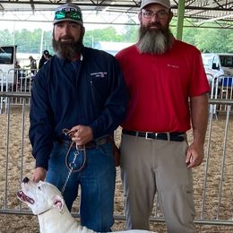 Cruella - American Bulldog