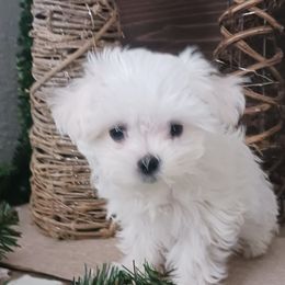 Maltese Puppies from Maltese Colorado