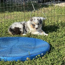 Empire - Blue merle male Australian Shepherd puppy in Glencoe, Minnesota from Cattail Ridge Australian Shepherds