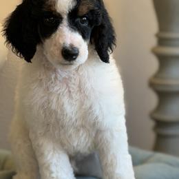 Burt - Parti male Poodle puppy in Waco, Texas from Poodle Paradise