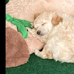 Poodle Puppies from Dauntless Poodles