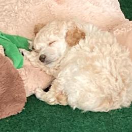 Poodle Puppies from Dauntless Poodles