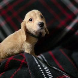 Fin - Red male Dachshund puppy in Adolphus, Kentucky from Walker's Dachshunds