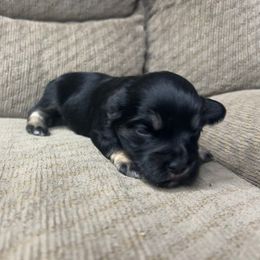 Ellie - Black and silver female Miniature Schnauzer puppy in Plaucheville, Louisiana from Honey Doux Southern Paws