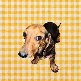 Maggie - Dachshund