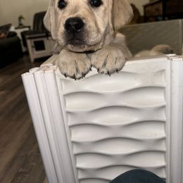 Labrador Retriever Puppies from SR Labrador Retrievers