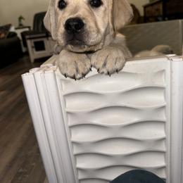 Labrador Retriever Puppies from SR Labrador Retrievers