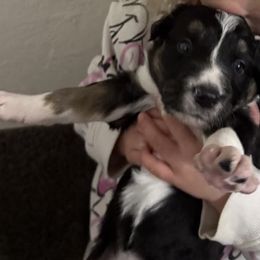 Border Collie Puppies from Julie Ziegler