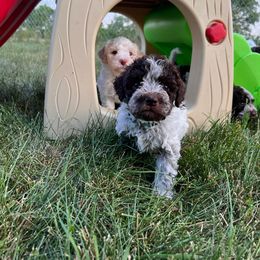 Lagotto Romagnolo and Portuguese Water Dog Puppies from Shooting Star Water Dogs
