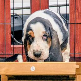 Case- White Collar - Black brown and white male Basset Hound puppy in Duchesne, Utah from HI Desert Hounds