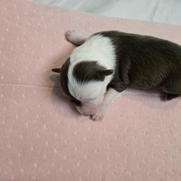 Miniature Australian Shepherd Puppies from Jaylee 's miniature Australian shephards