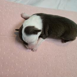 Miniature Australian Shepherd Puppies from Jaylee 's miniature Australian shephards