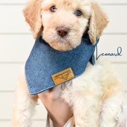 Leonard Hofstadter - Cream male Goldendoodle puppy in Dayton, Ohio from Perks Court Doodles