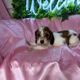 Megan - Piebald female Dachshund puppy in Lake City, Florida from My Ditzy Doxies of Florida