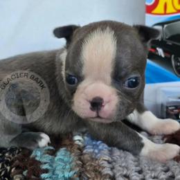 Ford - Blue male Boston Terrier puppy in Columbia Falls, Montana from Glacier Bark Boston Terriers