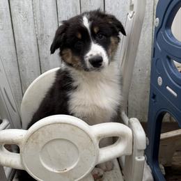 Red - Black tri-color male Australian Shepherd puppy in Grand Rapids, Michigan from Griffin Tides - Australian Shepherds