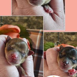 Yorkshire Terrier puppies from Harmony Hills Yorkies
