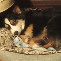 Australian Shepherd Puppies from Remy's BFF's (Best friends furever)