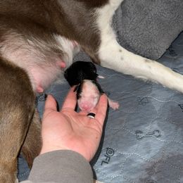 Border Collie Puppies from Apex Border Collies