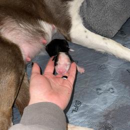 Border Collie Puppies from Apex Border Collies