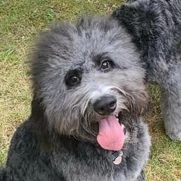 Rocky - Bernedoodle