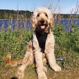 Pixie - Goldendoodle