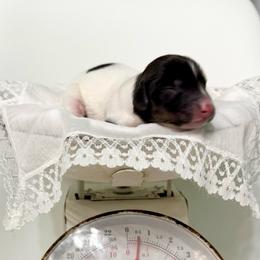 Willow - Piebald female Dachshund puppy in Gentry, Arkansas from Sweet As Pie Doxies