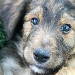 Aussiedoodles and Bernedoodles from Deer Canyon Family Doodles