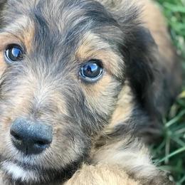 Aussiedoodles and Bernedoodles from Deer Canyon Family Doodles