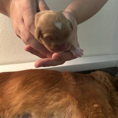 Goji - Red male Nova Scotia Duck Tolling Retriever puppy in Indiana from WyldeWater Tollers