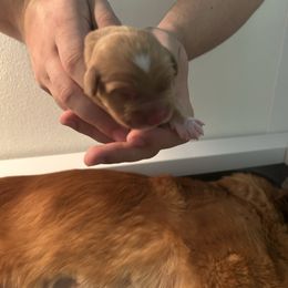 Goji - Red male Nova Scotia Duck Tolling Retriever puppy in Indiana from WyldeWater Tollers