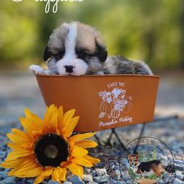 Flapjack - Red male Pembroke Welsh Corgi puppy in Cameron, North Carolina from Butts Family Corgis