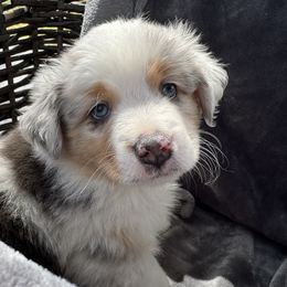 Australian Shepherds from Lake Arrowhead Aussies