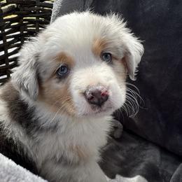 Australian Shepherds from Lake Arrowhead Aussies