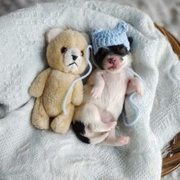 Korean Havamalt Jinx - White and tan female Maltese puppy in Barren Springs, Virginia from Seeking Shalom Acres Maltese, Maltipoos & Havamalts