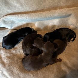 Casi - Chocolate and rust female Miniature Pinscher puppy in Atoka, Oklahoma from Boggy Depot Cavaliers & Friends