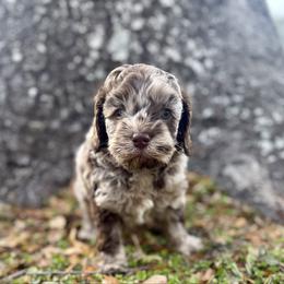 Annie Armstrong - Merle female Cockapoo puppy in Tallahassee, Florida from Panhandle Pups