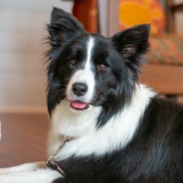 Venus - Border Collie