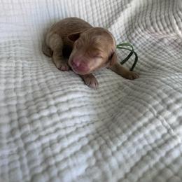 Cadbury - Red  male Goldendoodle puppy in Calera, Alabama from Red Mountain Minis
