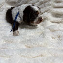 Blue boy - Tri-Roan male English Springer Spaniel puppy in Fairfield, California from Goldridge Springers