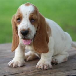 Female 1 - Red and white female Basset Hound puppy in Georgia from Huff's Hounds