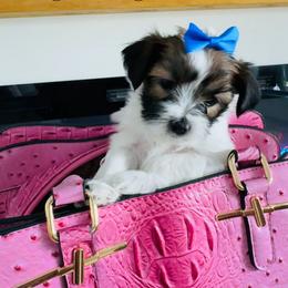 Lightning - Black & tan tri-color male Morkie puppy in Deltona, Florida from Pink Purse Designer Breeds
