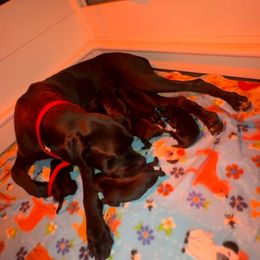 Boy 1 - Black male Cane Corso puppy in Lewisville, Denton County, Texas from Trained To Go Corso Kennels (T.T.G. Corso Kennels)
