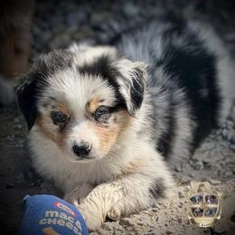 Cupid - Blue merle male Miniature Australian Shepherd puppy in El Dorado Springs, Missouri from HP Aussie Kennels