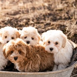 Goldendoodle, Havanese, and Havapoo Puppies from Lady Paws Puppies